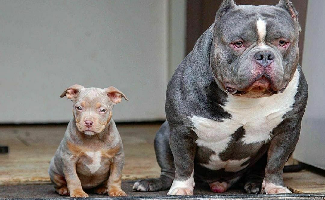 Doggie Home